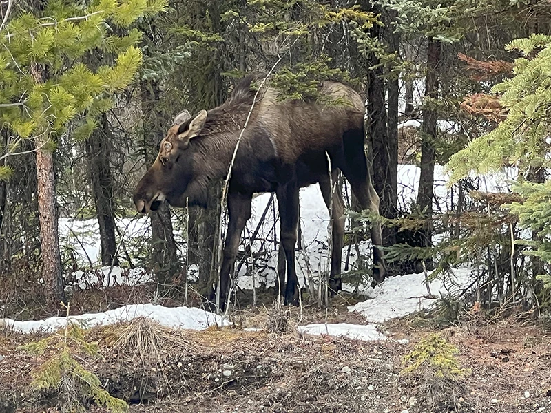 Kenai River photos